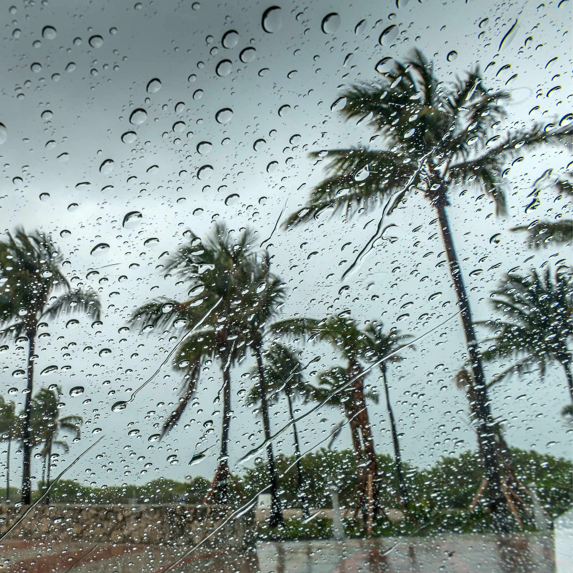 Palm trees bending in heavy rain during a coastal storm